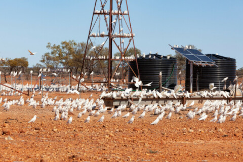 Broken Hill to pioneer renewable, mini-grid supply