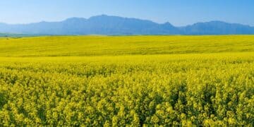 WA biofuels