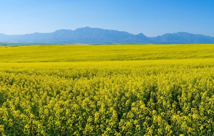 WA biofuels