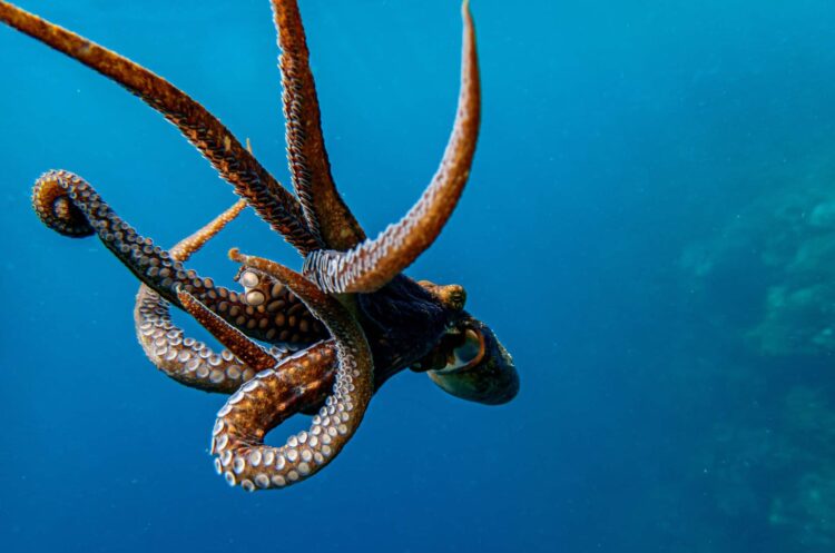 Octopus Australia battery